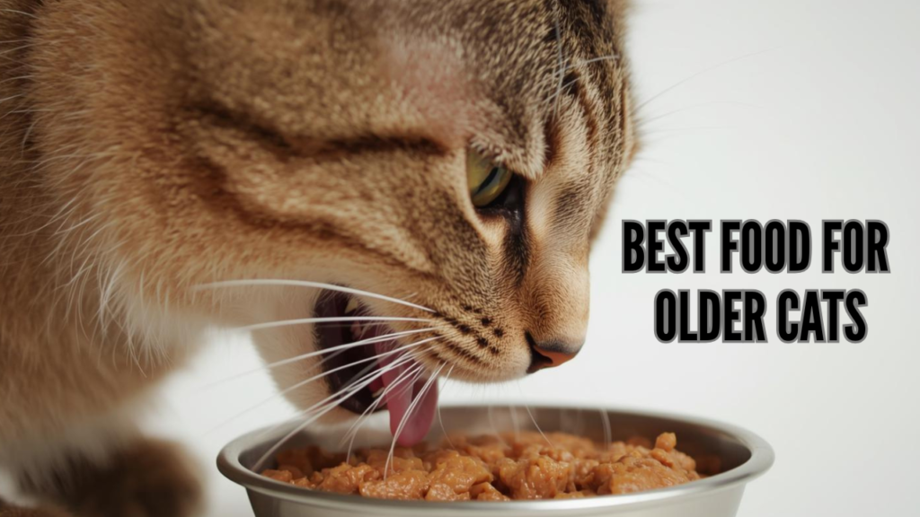 Best Food for Older Cats