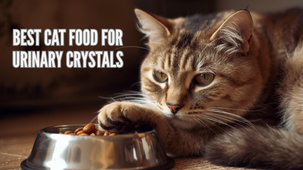 Cat Food for Urinary Crystals